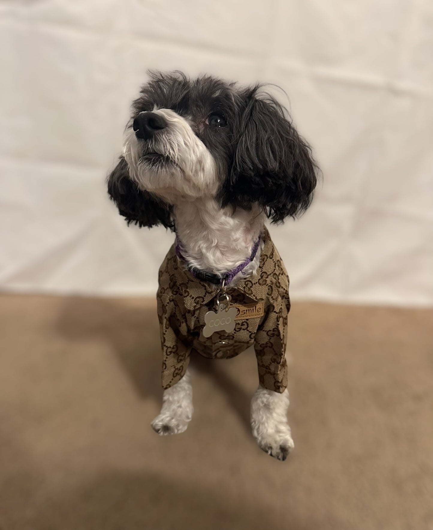 Fashion Button Design Pet Jacket - 4 Legs R Us